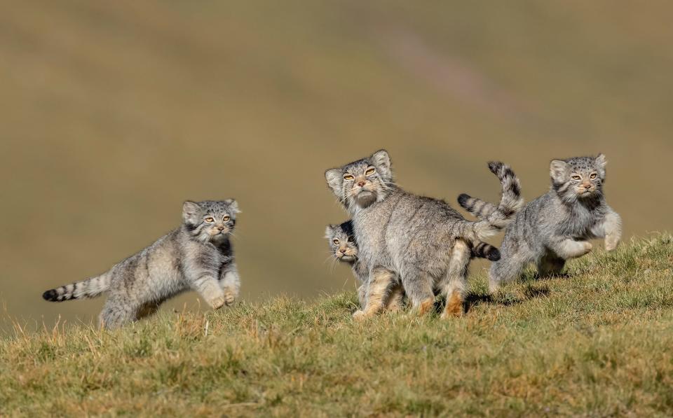 © Shanyuan Li, Wildlife Photographer of the Year 2020