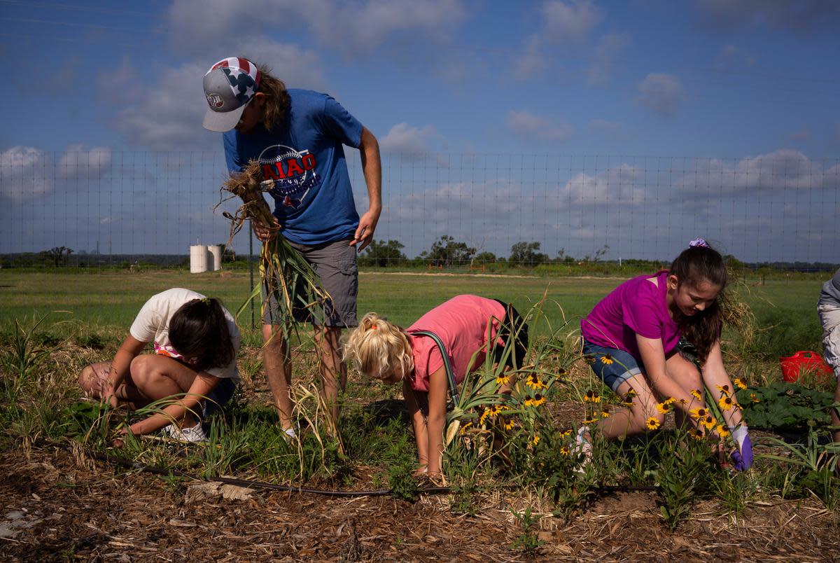 From left: Ava Moore, 18; Caleb Rappolee, 17; Pera Taylor, 11; and Salaya Henderson, 11, volunteer gardeners, pick fresh onions at the Dewey Prairie Garden in Donie on June 29, 2023. The Dewey Prairie Garden is a pilot program that practices the final stages of NRG Jewett Mine’s environmental reclamation process that takes on average 12 years from start to finish.