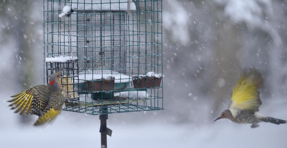 A pair of flickers bring color to a gray morning as they work a bird feeder in Barnstable Village, Mass., Feb. 2, 2023.