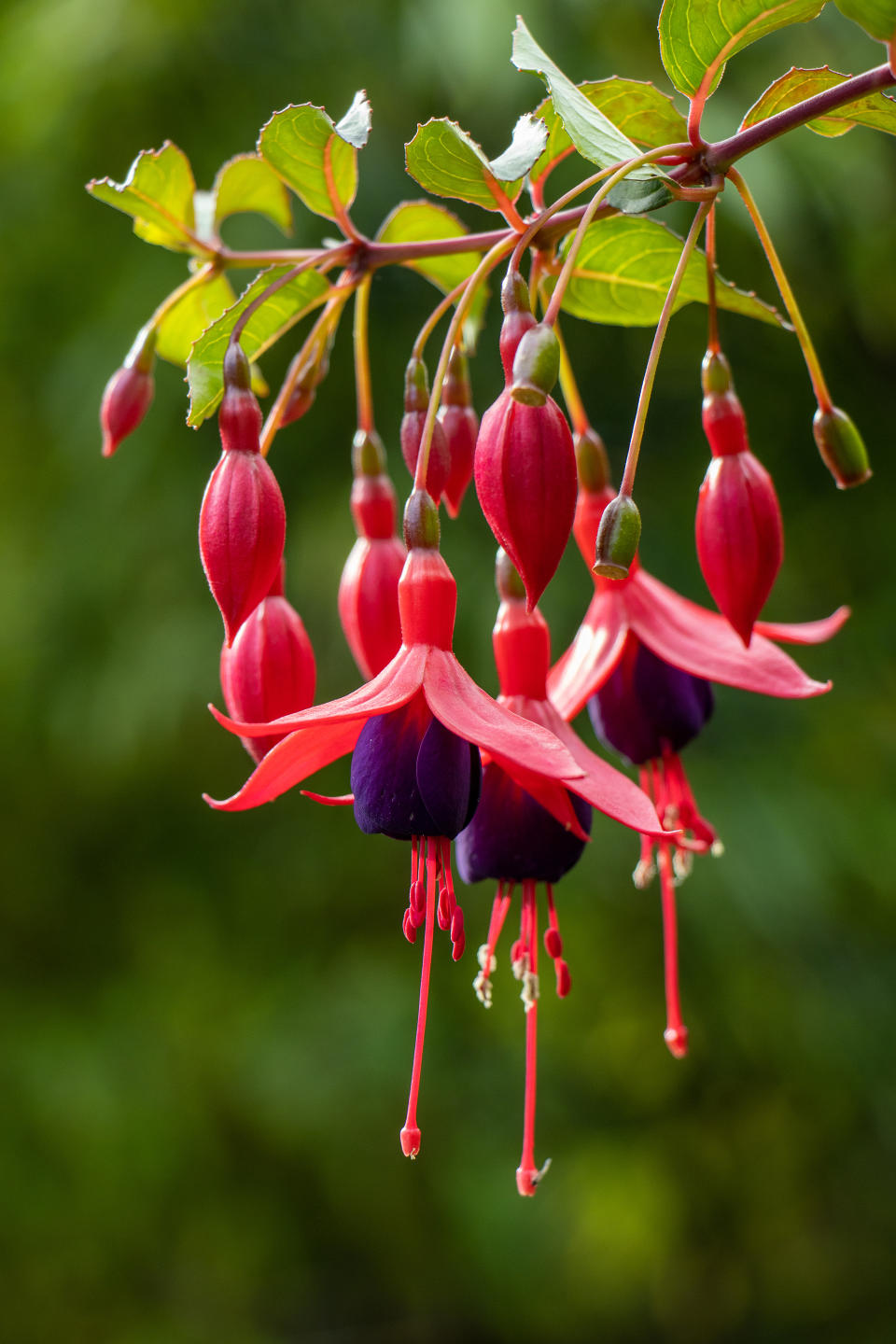 2. Fuchsias