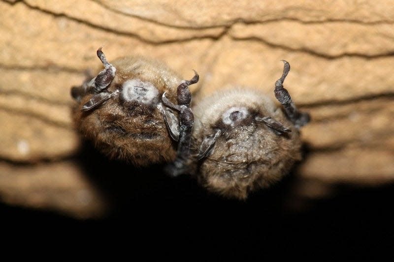 IDNR | Courtesy photoTwo little brown bats have visible fungal growth, a sign that they are infected with white-nose syndrome.