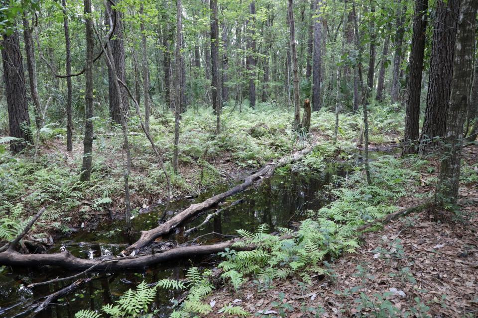 A portion of the creek at Hogtown Creek Headwaters Nature Park in Gainesville, Florida on June 27, 2023.