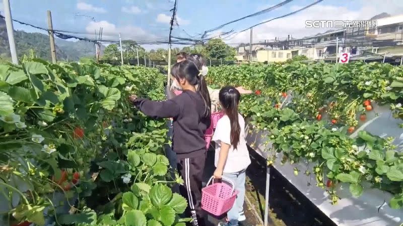 草莓農預估農曆春節正逢二期花成熟，民眾無須擔心「無莓可採」。