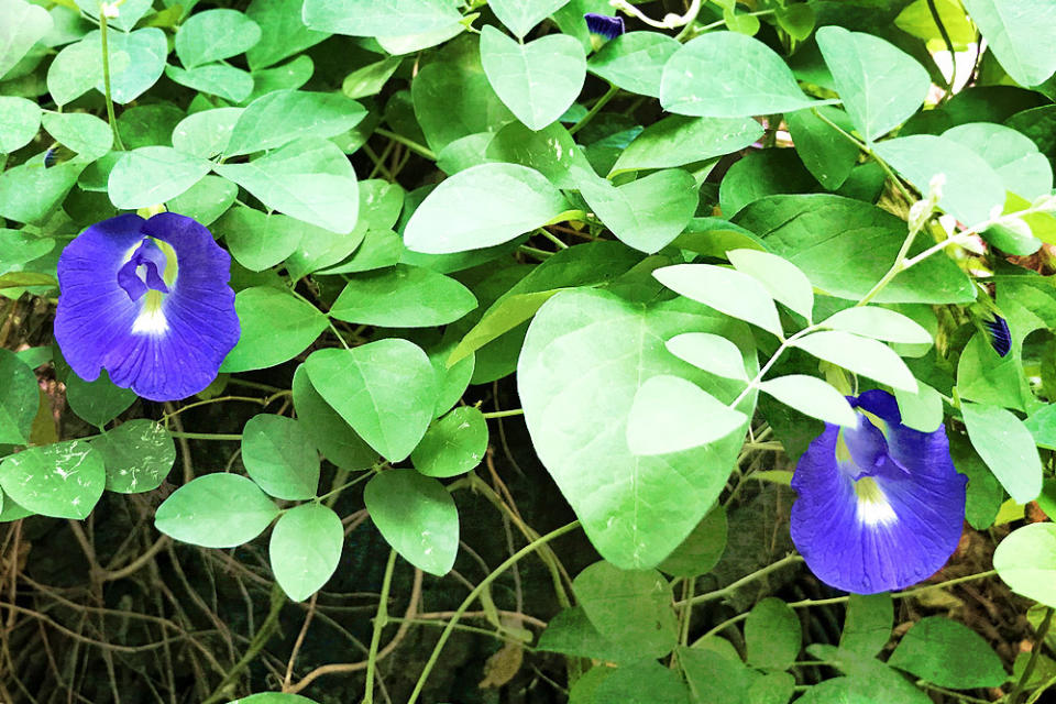 ‘Hunting and harvesting’ butterfly pea flowers for its natural blue colour, to make Nyonya 'zung.'