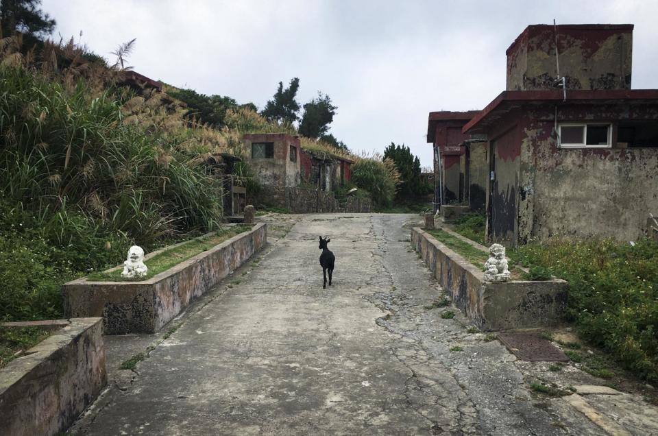 國防部實施精實案裁軍後，馬祖東莒離島的一些營區，在阿兵哥離開後淪為當地居民的養羊場、養鵝場和養雞場。圖為一隻小山羊站在空蕩蕩的營區內，呈現出非常荒謬突兀的空間感。   圖：張良一/攝