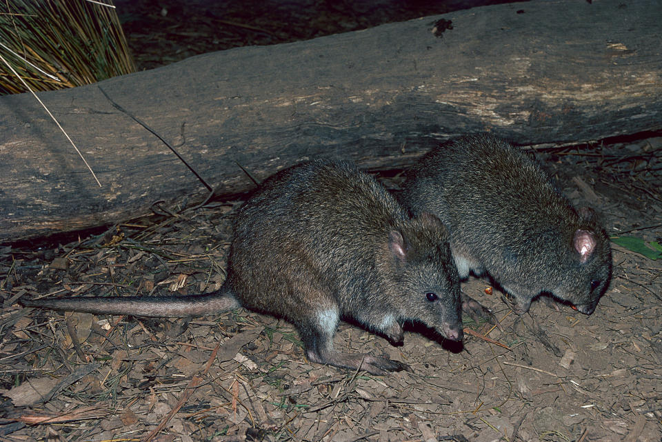 Long-footed potoroos are a forest-dwelling rat-kangaroo found in New South Wales and Victoria. (Photo: GARY LEWIS via Getty Images)