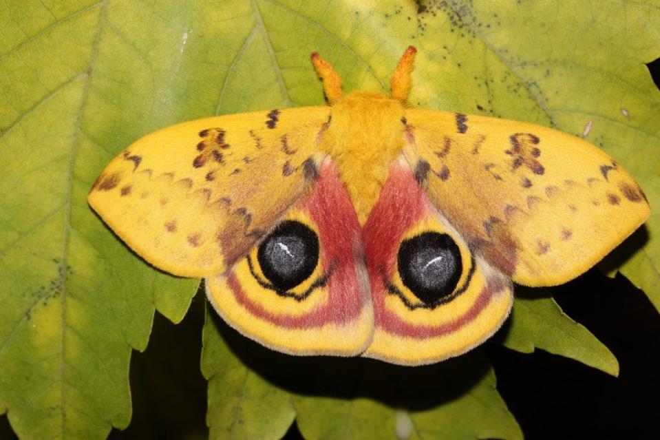 Large Io moths, Automeris io, were once common throughout eastern North America but have since declined in number due in part to urbanization.