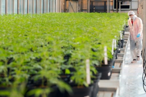 Marijuana plants at a greenhouse operated by cannabis producer UP in Lincoln, Canada