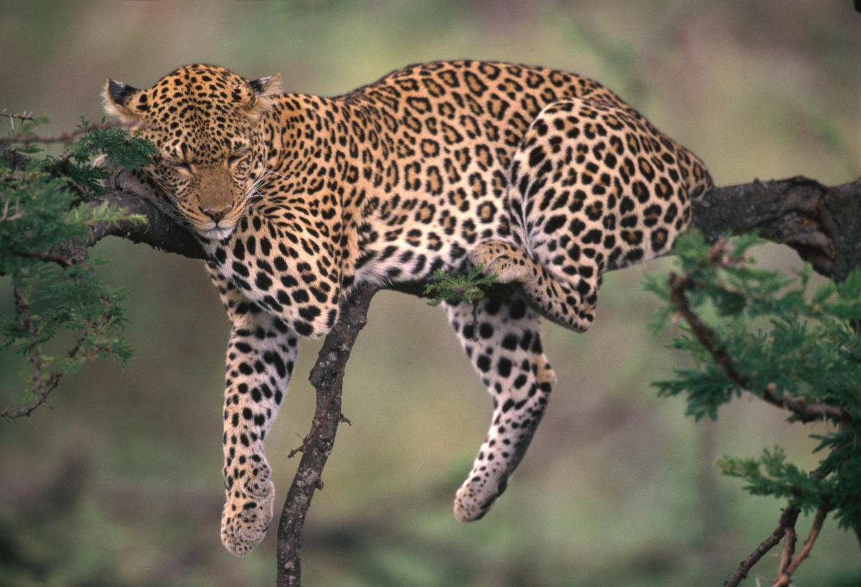 Leopards are just one of many species whose habitats are threatened by climate change. (Getty Images)