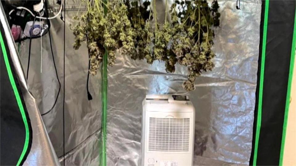 移工潛入廢棄建築種大麻　台中警埋伏搗毀製毒工廠