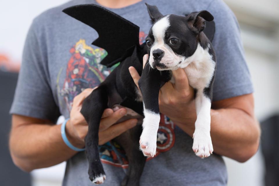 A puppy is dressed as a bat during Star 98.9's Dog-O-Ween competition at Tom Brown Park Sunday, Oct. 24, 2021. 