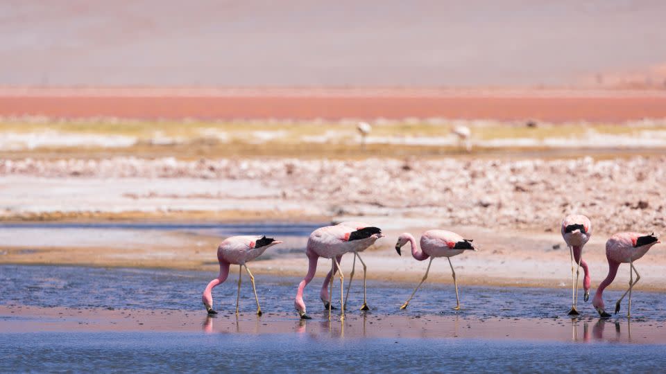 Flamingos live in large flocks, so the highly contagious bird flu can spread rapidly from a single infected bird, said postdoctoral researcher Dr. Johanna Harvey of the University of Maryland. James' flamingos are shown in El Peñón, Argentina, and are not members of the affected flock. - Richard McManus/Moment RF/Getty Images