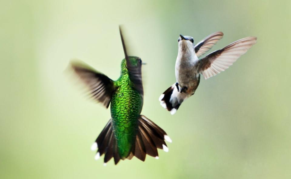 Colibríes. <a href="https://www.shutterstock.com/es/image-photo/two-beautiful-hummingbirds-flight-doing-their-153179402" rel="nofollow noopener" target="_blank" data-ylk="slk:Paul Hakimata Photography / Shutterstock;elm:context_link;itc:0;sec:content-canvas" class="link ">Paul Hakimata Photography / Shutterstock</a>