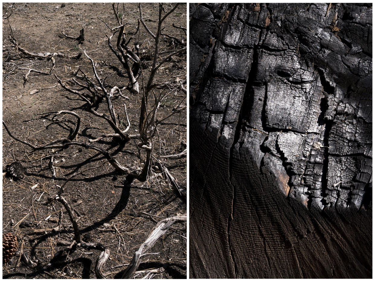 Image: Dried out shrub branches, evidence of a recent prescribed burn and a charred piece of log  on top of recent prescribed burn site near Big Bear Lake on June 6, 2022. (Gabriella Angotti-Jones for NBC News)