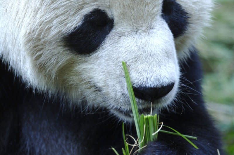 Tian Tian eats grass during a naming ceremony for his son, Tai Shan, at the National Zoological Park in Washington on October 17 2005. Tian Tian, who was returned to China last November, is also the father of Xiao Qi Ji. File Photo by Kevin Dietsch/UPI