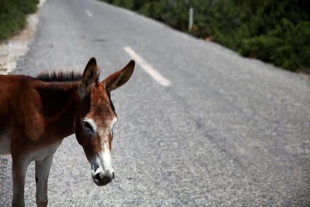 A wild donkey is seen in Karpasia peninsula in northern Cyprus August 3, 2017. Picture taken August 3, 2017.REUTERS/Yiannis Kourtoglou