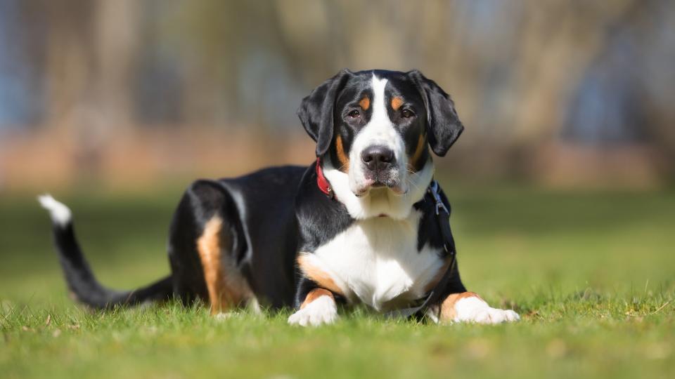 a greater Swiss mountain dog lies in a sunny field and faces the camera