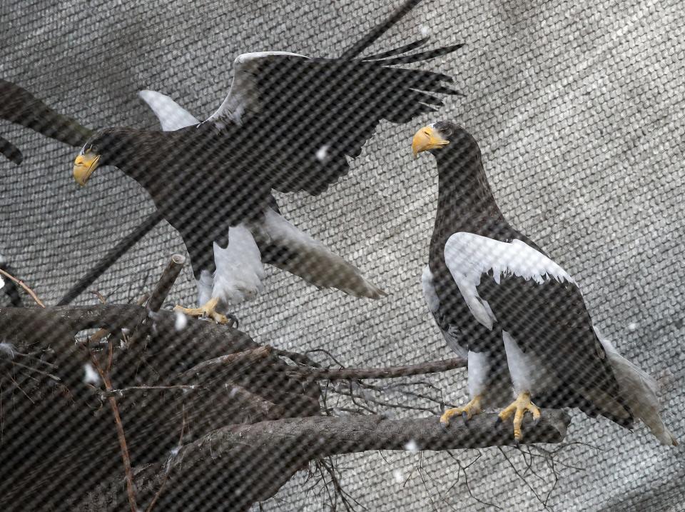 Anastasia and Piotr, the Stellar’s Sea Eagles at the Louisville Zoo.