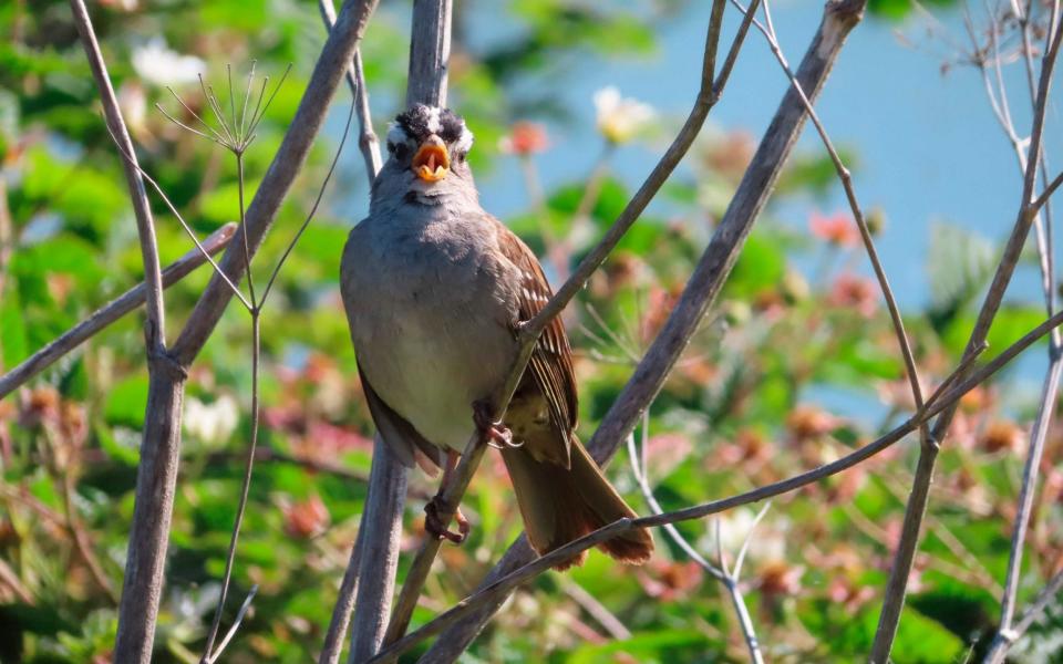 A white-crowned male sings to defend his territory and attract mates in San Francisco, California - JN PHILLIPS /AFP