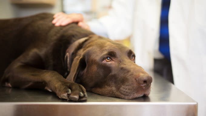 Liver Fistula in Dogs: Symptoms, Causes, & Treatments