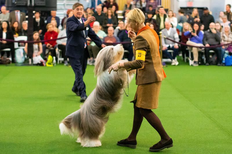 An Old English Sheepdog is seen during breed judging at the 144th Annual Westminster Kennel Club Dog Show in New York
