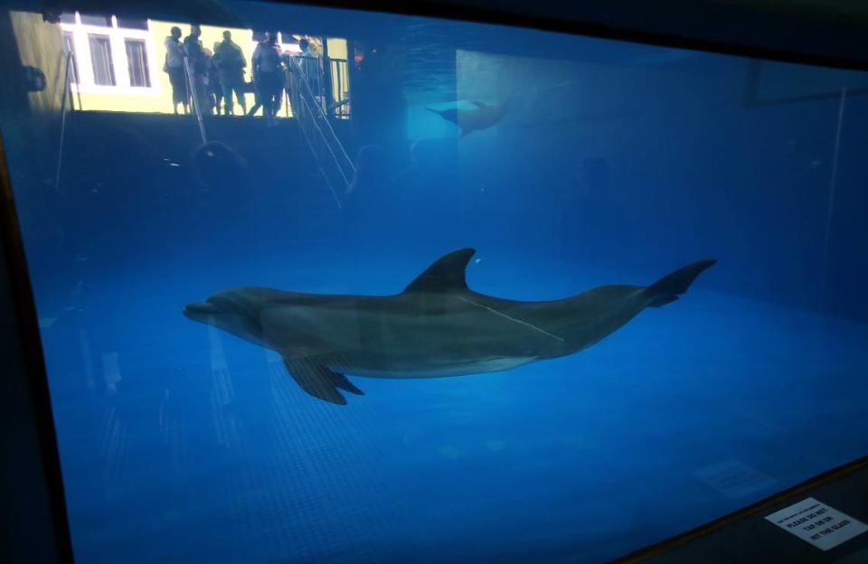 One of three dolphins swims past a window placed in the dolphin pool of Ocean Adventures in Gulfport for onlookers. This new attraction has indoor fun to keep families happy while the rain comes down.