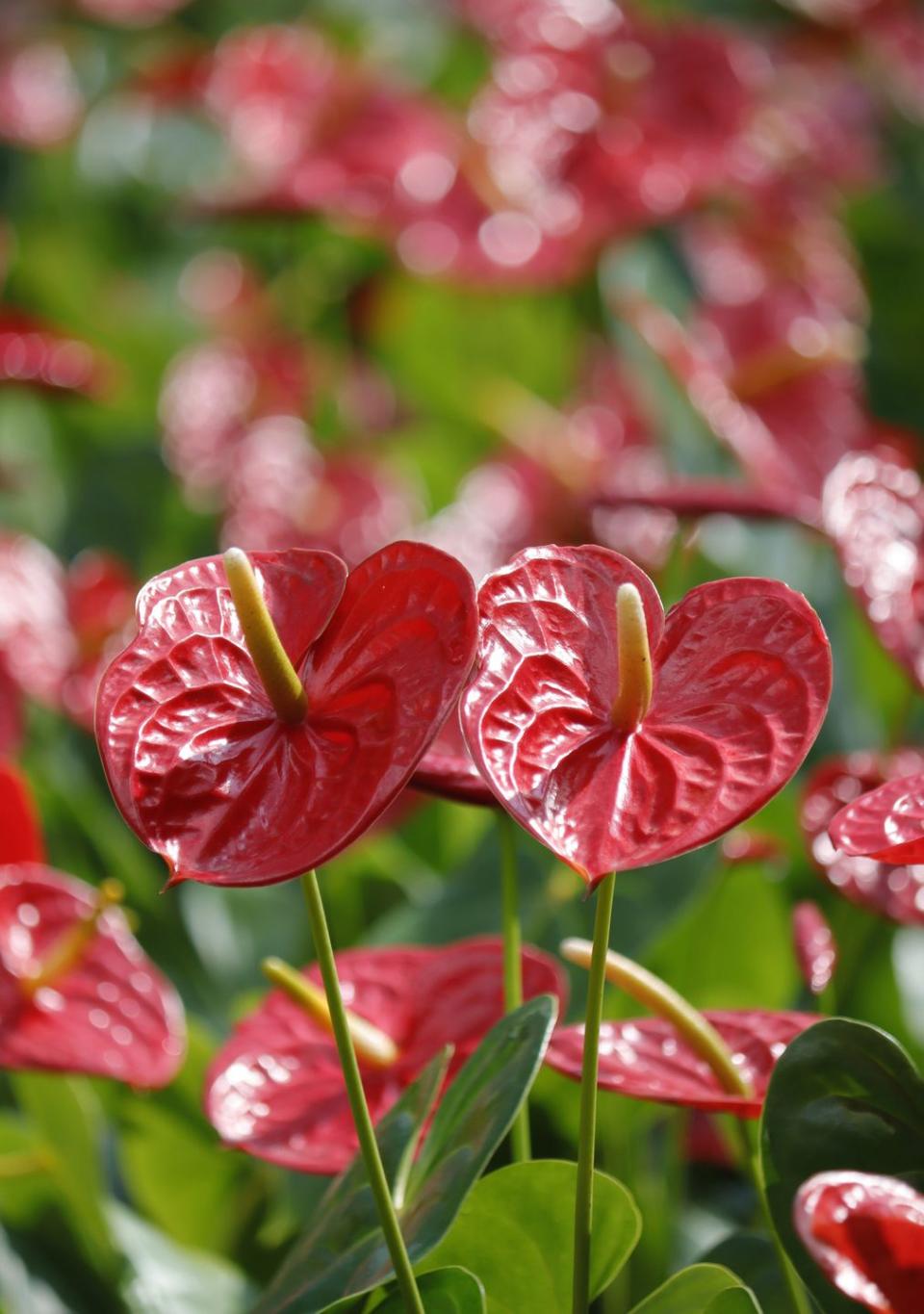 8) Anthurium (+57%)