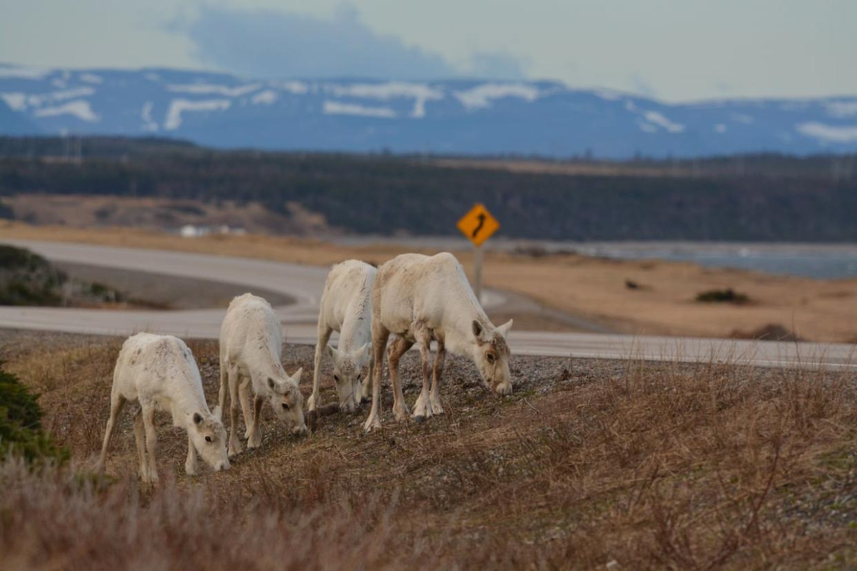 It's not uncommon for caribou to feed near roads in Gros Morne National Park, but Parks Canada says they're seeing larger herds than usual this year. (Submitted by Darroch Whitaker - image credit)