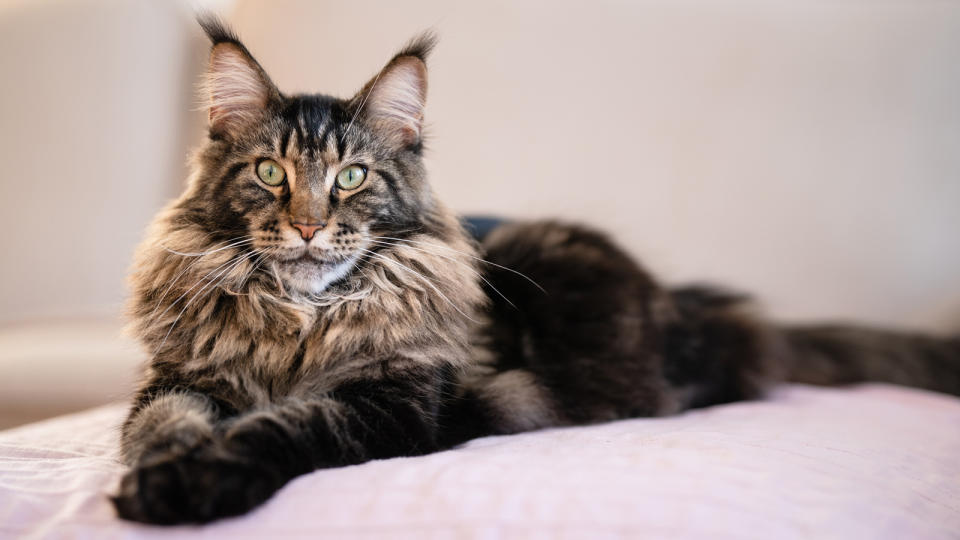 Maine Coon