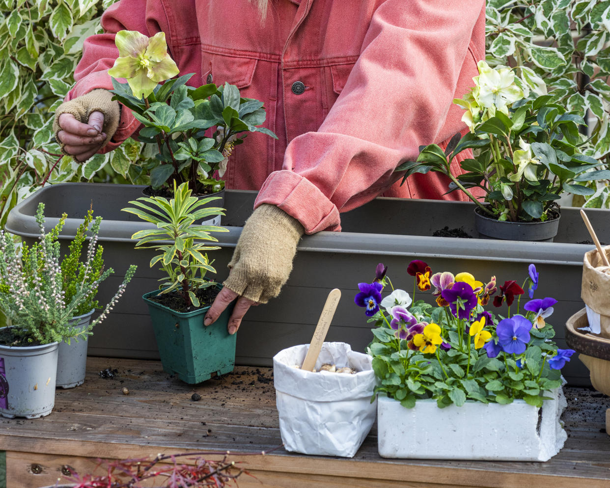  Planting up winter container. 