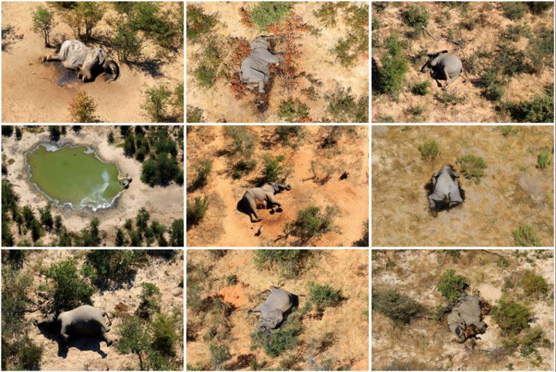非洲辛巴威發現大量大象暴斃。（圖／翻攝自推特）