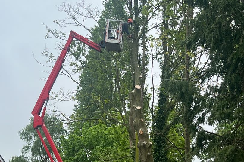 Councillor Andrew Meads has claimed the property firm dug too deep and close to the trees, forcing the parish council to remove the dying trunks at the William Lee Memorial Park off Park Road