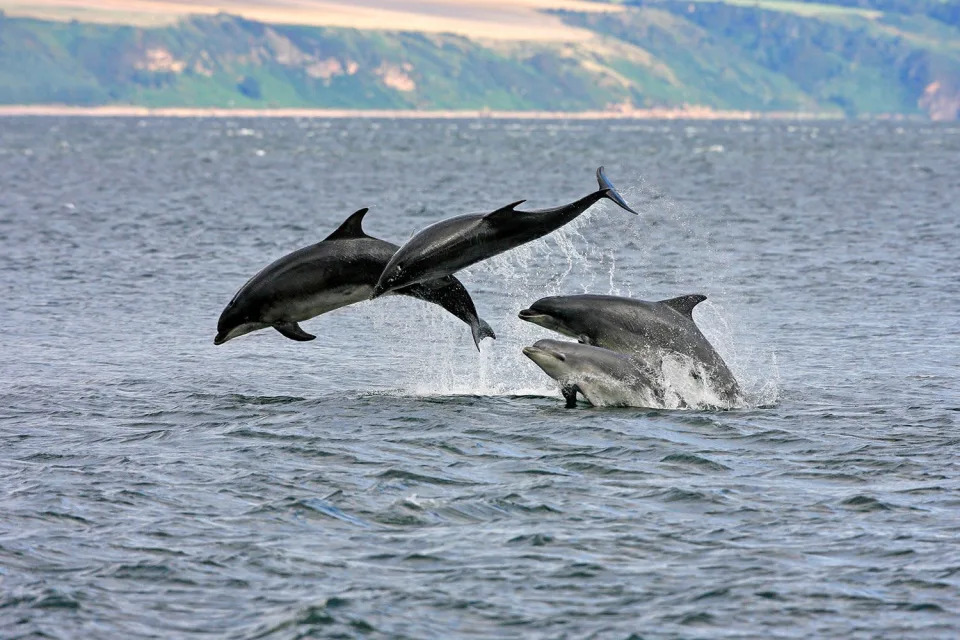 dolphins