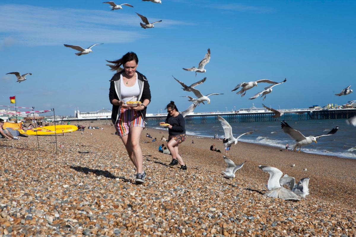 Gulls can get very protective and aggressive at this time of year <i>(Image: erotunova/123rf.com)</i>