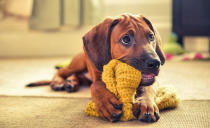 <p>A doe-eyed dachshund munches on a yellow hat. (Monika Madi/PA Wire)</p>