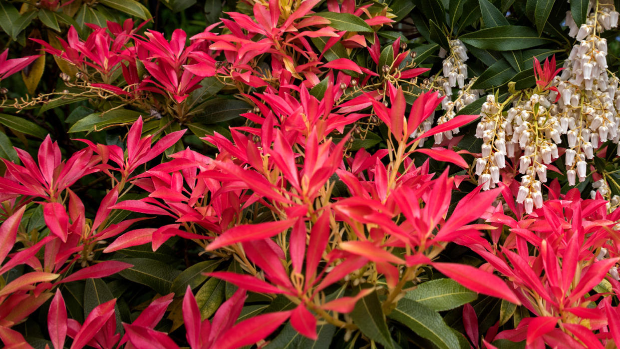  pieris Forest Flame with red growth in garden border  