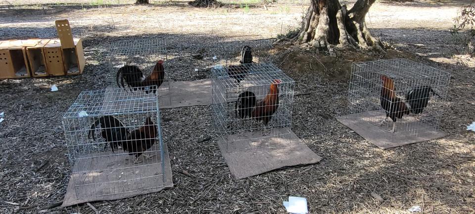 Tulare County Sheriff's Department investigated an illegal cockfighting ring on Sunday, May 2, 2021.