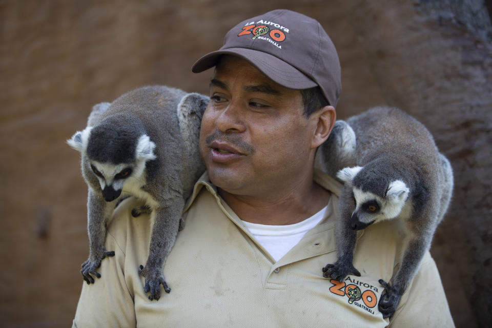 El trabajador del zoo Mario Antonio Chacón alimenta a unos lemures en el Zoo de La Aurora Zoo, cerrado por las medidas para contener la expansión del coronavirus, en Ciudad de Guatemala, el martes 31 de marzo de 2020. (AP Foto/Moisés Castillo)