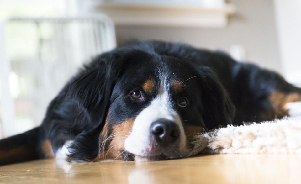 You'll Want to Snuggle These Big Fluffy Dog Breeds