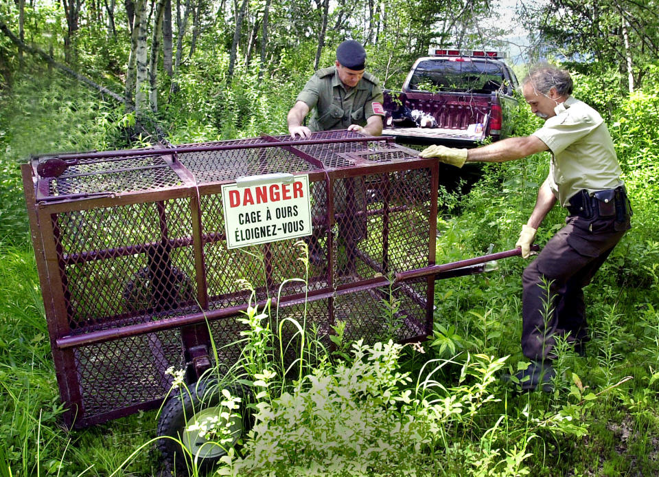 Wildlife Conservation Officer Normand Saindon (R) places a trap in an attempt to capture a bear in CFB Valcartier near Quebec City, July 4. Six bear traps were set after a 24-year-old biathlete was killed in an apparent bear attack while training yesterday at the CFB Valcartier military base.

DID/HB