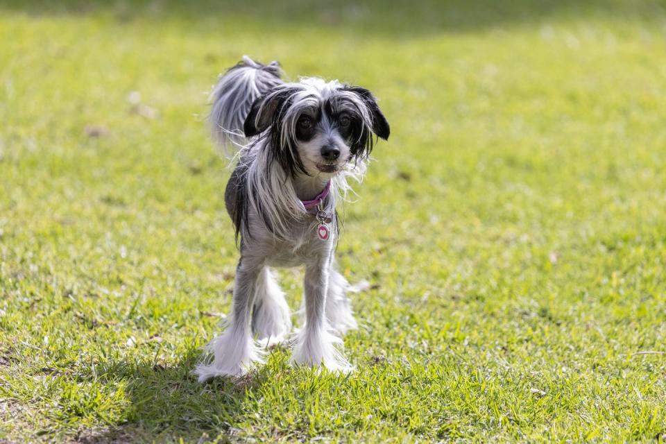 chinese crested dog having fun at the dog park smallest dog breeds