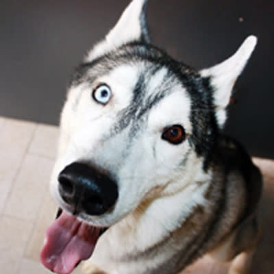 Pongo is a male, wolf grey, Siberian Husky. He is 5 years 2 months-old. Pongo was given up because his owner's neighbuors complained about his fur. He is handsome and gentlemanly. He does not get rowdy and always maintains a good pose for any possible photo opportunity. (Not HDB Approved) (Photo and description provided by the SPCA)