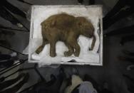 The carcass of a well-preserved baby mammoth, named Lyuba, is seen during a media preview in Hong Kong April 10, 2012. Lyuba, whose carcass is 40,000 years old, was found by a reindeer herder in Yamal Peninsula in Russia in 2007. She will be exhibited at IFC Mall in Hong Kong on April 12.