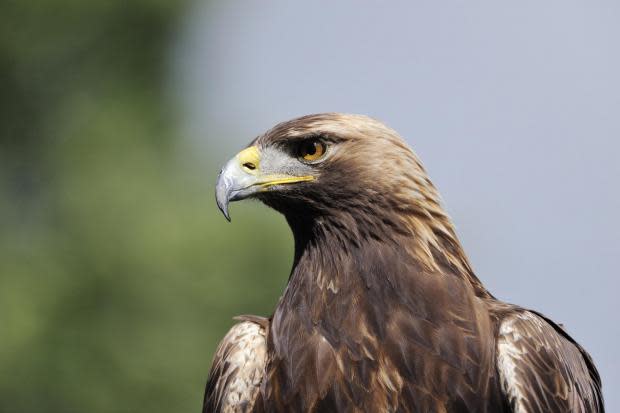 BEAUTIFUL: Our most stunning bird, the golden eagle