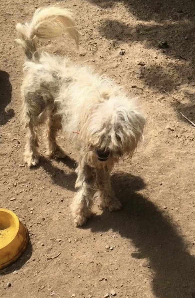 A small, shaggy white dog stands outdoors with a bowl nearby