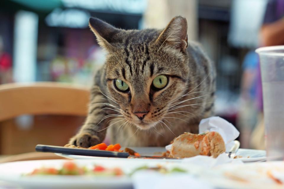 Striped cat eyes camera while creeping onto dinner table toward a plate of food