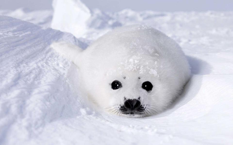 An Arctic seal