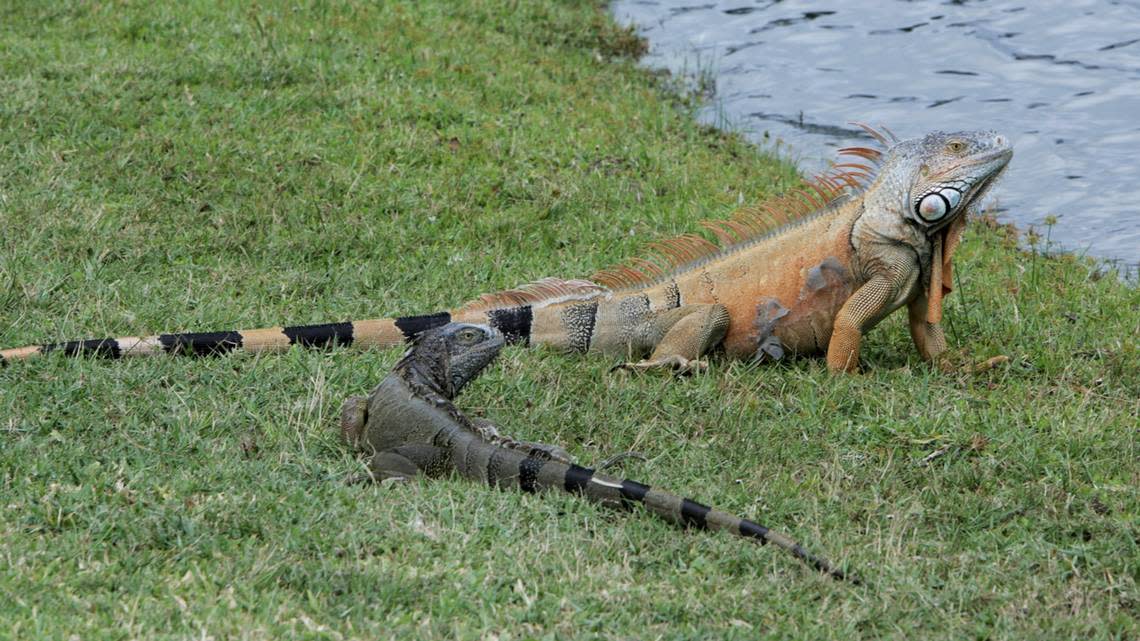 A large mature male iguana basks in the sun along with a female at the Miami Beach Golf Club on Oct. 3, 2019. Mature male green iguanas turn orange in order to attract female green iguanas.