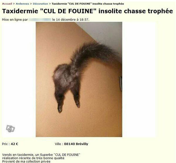 Pour les amateurs de fouine