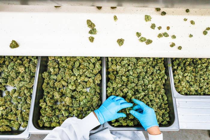 A worker inspects cannabis for imperfections in Redwood Valley, California, on May 1, 2019.